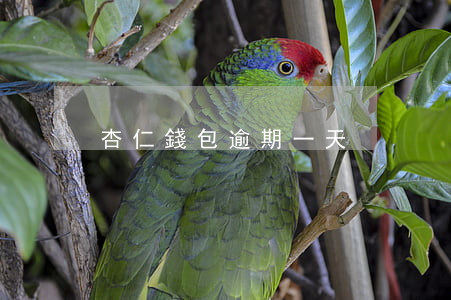 杏仁錢包逾期一天