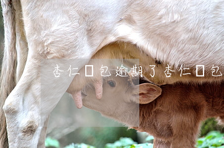 杏仁錢包逾期了(杏仁錢包改成什么了)