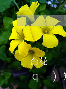 杏花嶺區(qū)法院庭審直播（杏花嶺區(qū)知名債務(wù)律師）