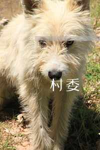 村委會欠債說無力償還 村委會債務無力償還