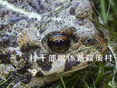 村干部退休新政策(村干部退休新政策2019)