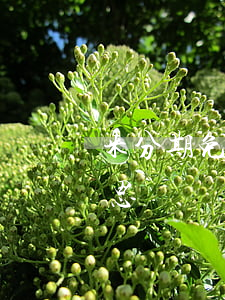 来分期免息券啥情况(来分期息费减免什么意思)