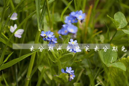 来分期减免政策（来分期免息卷真的假的）