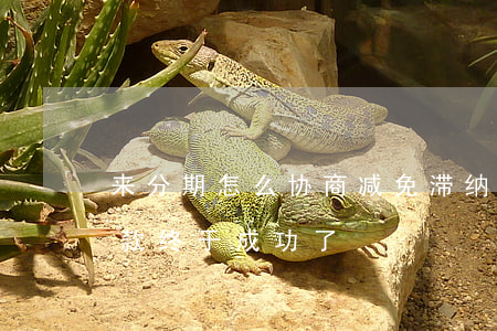 来分期怎么协商减免滞纳金-来分期协商还款终于成功了