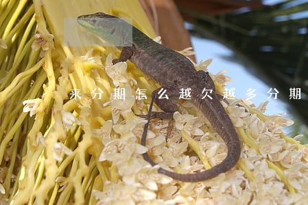 来分期怎么越欠越多(分期怎么感觉越还越多)