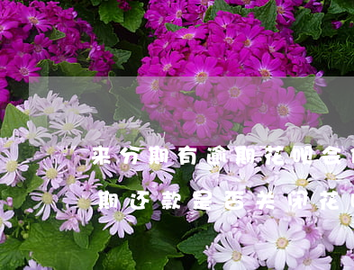 来分期有逾期花呗会停吗(花呗逾期后不能分期还款是否关闭花呗)