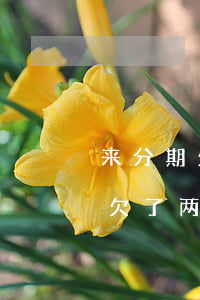 来分期欠两万可不可以改成每月还-来分期欠了两万多怎么办啊
