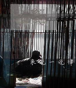 来说一说律师函