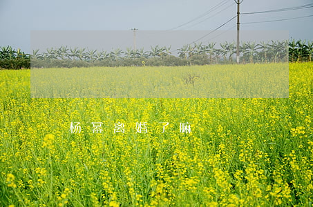 杨幂离婚了嘛