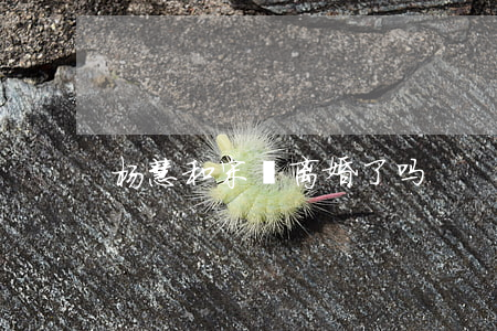 杨慧和宋喆离婚了吗
