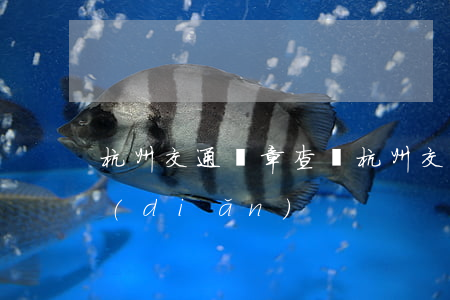 杭州交通違章查詢(杭州交通違章查詢處理點(diǎn))