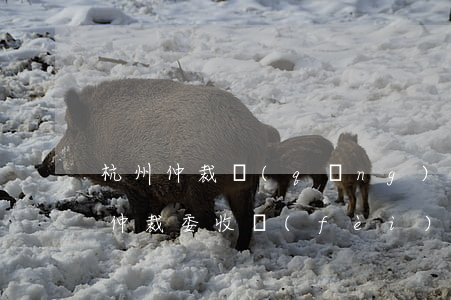 杭州仲裁請(qǐng)律師多少錢(杭州市仲裁委收費(fèi)標(biāo)準(zhǔn))