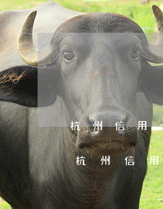 杭州信用卡逾期債務重組業(yè)務公司（杭州信用卡逾期債務重組）