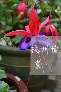 杭州偷盜多少錢可以立案(杭州最新入室盜竊案)
