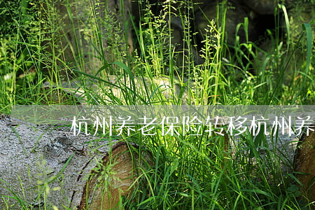 杭州养老保险转移(杭州养老保险转移到宁波)