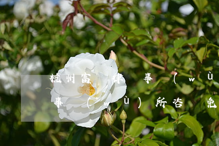 杭州富陽律師事務(wù)所(杭州富陽律師事務(wù)所咨詢免費)