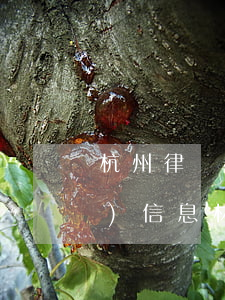 杭州律師調(diào)取房產(chǎn)信息材料