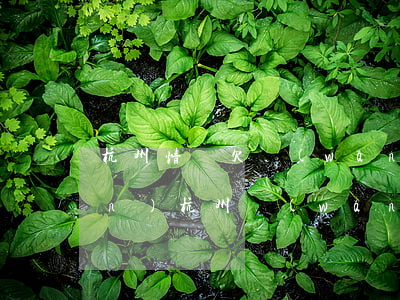 杭州情侶欠網(wǎng)貸20萬(wàn)(杭州 網(wǎng)貸)