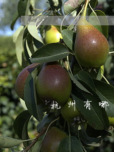 杭州有哪些保險律師