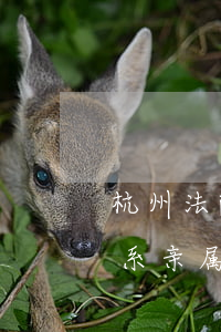 杭州法院判车子车牌可以过户吗(杭州车牌直系亲属车牌可以过户)