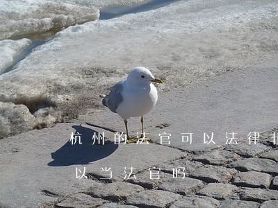 杭州的法官可以法律非法学吗?(非法学专业可以当法官吗)