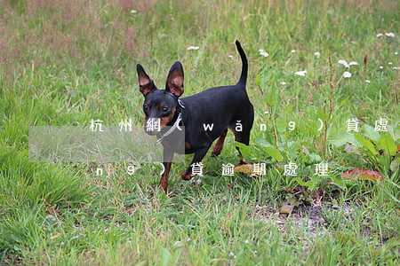 杭州網(wǎng)貸處置辦（杭州網(wǎng)貸逾期處理）