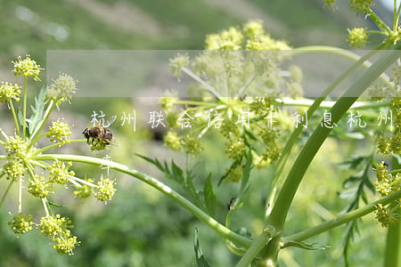 杭州联合信用卡利息(杭州联合银行信用贷利率)