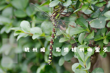 杭州限購取消(杭州哪里不限購)