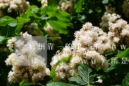杭州靠譜的律師事務(wù)所(杭州靠譜的律師事務(wù)所是哪里)