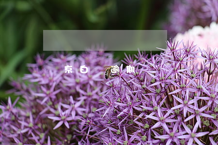 東京白條逾期