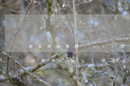 東友律師事務(wù)所怎么樣(上海瀛東律師事務(wù)所 怎么樣)