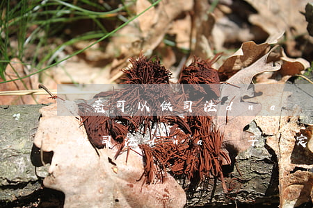 東莞可以做司法dna親子鑒定嗎(東莞可以做司法dna親子鑒定嗎)