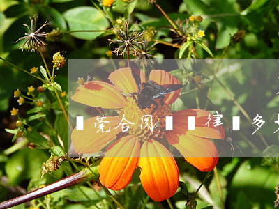 東莞合同糾紛律師多少錢(qián)