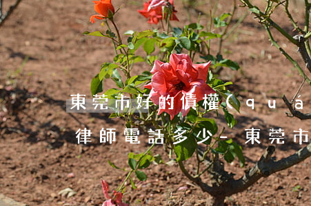 東莞市好的債權(quán)債務(wù)律師電話多少-東莞市好的債權(quán)債務(wù)律師電話多少號(hào)