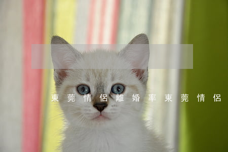 東莞情侶離婚率(東莞情侶離婚率)