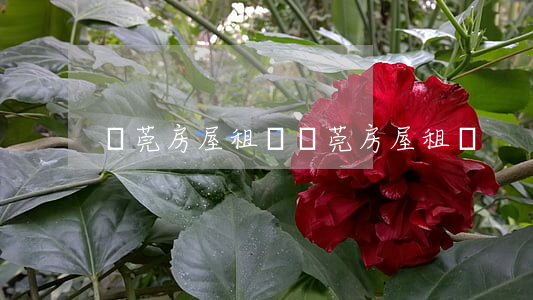 東莞房屋租賃(東莞房屋租賃)