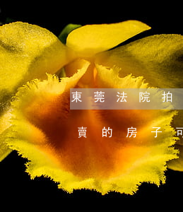 東莞法院拍賣的房子可以按揭嗎(東莞法院拍賣的房子可以按揭嗎)