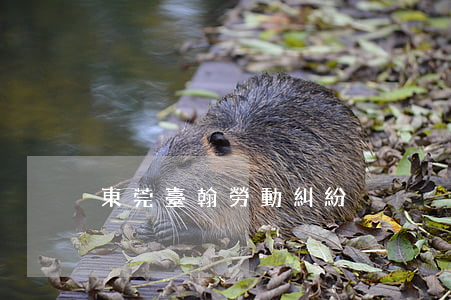 東莞臺翰勞動糾紛