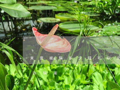 東莞被騙多少錢可以立案(東莞最近查了什么詐騙案)