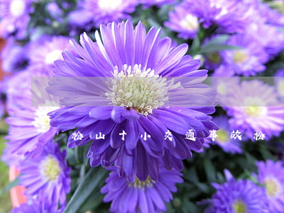 松山十小交通事故(松嶺路車禍)