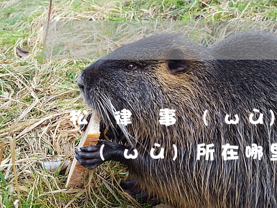 松崗律師事務(wù)所哪家好(松門律師事務(wù)所在哪里)