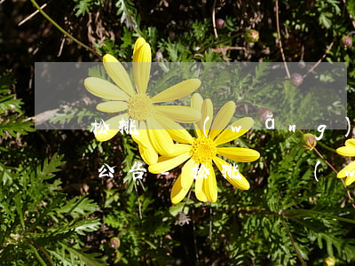 松桃縣網(wǎng)貸逾期失信人員名單公告-松桃縣網(wǎng)貸逾期失信人員名單公告查詢