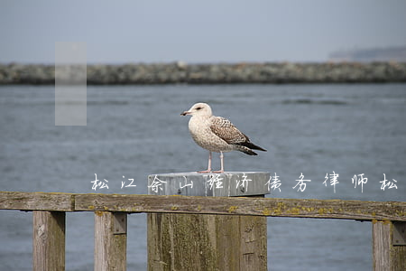 松江佘山经济债务律师(松江佘山法庭)