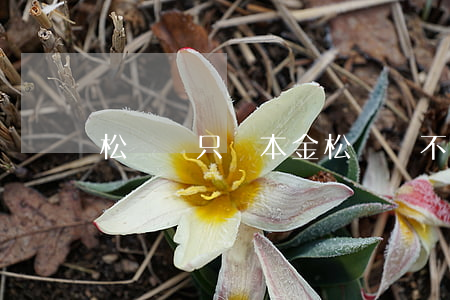 松緊貸只還本金 松緊貸不還款后果是什么