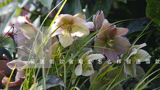 极速借款逾期会怎么样(极速借款是真的吗)