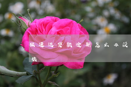 极速达贷款逾期怎么办(没用过极速贷但被催收)