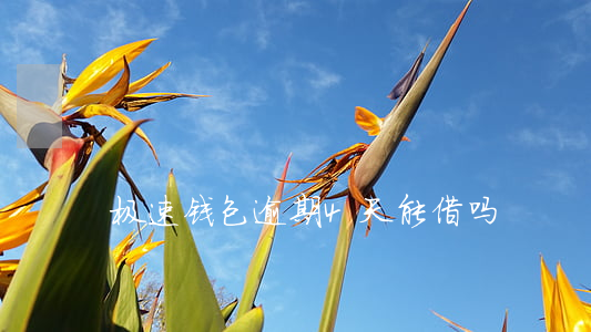 极速钱包逾期4天能借吗