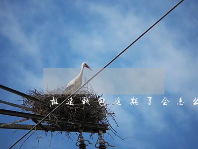 极速钱包逾期了会怎么样