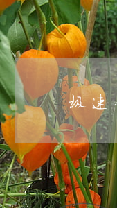 极速钱包逾期会上门吗(极速钱包案件)
