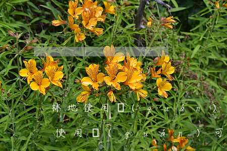 林地使用權(quán)怎么辦理繼承(林地使用權(quán)可以繼承)